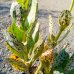 Kalanchoe marmorata (Kalanchoe mramorovaná) - kont. C5L, výška 15-20 cm, ⌀ 30-35 cm